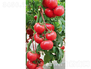 ����һ̖F1���۹����ѣ�-���ѷN��-�֠���˹