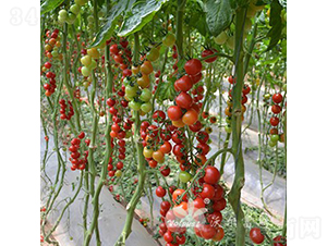 �t����F1����TY�������t���ѣ�-���ѷN��-�֠���˹