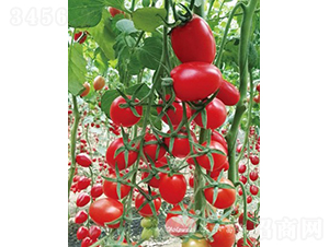 �_�ϼt����̖F1����TY�t��С���ѣ�-���ѷN��-�֠���˹