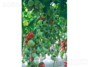 ��ؐ��301F1����TYؐؐ��͈A��С���ѣ�-���ѷN��-�֠���˹