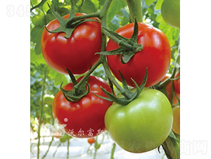 �tؐ��501F1����TY�����t�����ѣ�-���ѷN��-�֠���˹