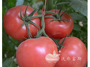 ������̖F1����TY�۹����ѣ�-���ѷN��-�֠���˹