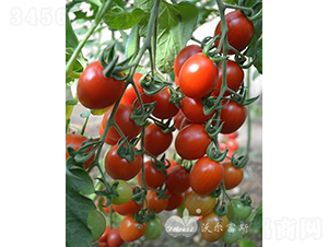 С��ʹF1���_�����M���Ј����NƷ�N��-���ѷN��-�֠���˹