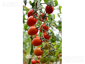 ����F1����Ʒ�|(zh��)�t��С���ѣ�-���ѷN��-�֠���˹