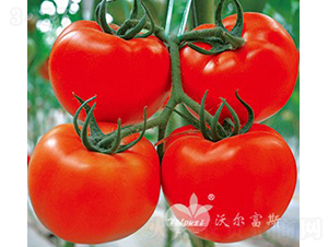 �t�pӯF1���t�����ѣ�-���ѷN��-�֠���˹