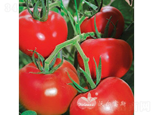 ʥ���_F1����(y��u)�|(zh��)�߮a(ch��n)��t����Ʒ�N��-���ѷN��-�֠���˹