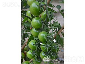 �GؐؐF1���Gɫ�A��С���ѣ�-���ѷN��-�֠���˹