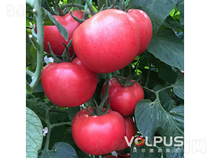 �W������̖(h��o)F1����TY�۹����ѣ�-���ѷN��-�֠���˹