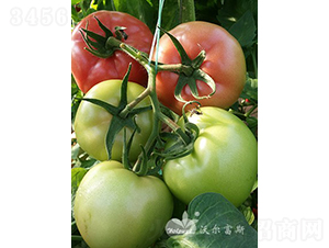 ¶�ط���F1��¶�ط۹����ѣ�-���ѷN��-�֠���˹