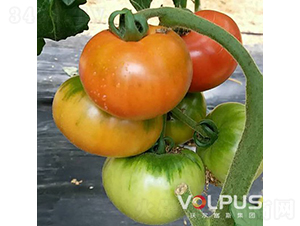 ��ؐ����̖(h��o)F1������ɿ���ɫ��ݮ���ѣ�-���ѷN��-�֠���˹