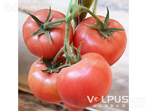 �����SҲ�{��̖(h��o)F1����TY�߶˸߮a(ch��n)�۹����ѣ�-���ѷN��-�֠���˹