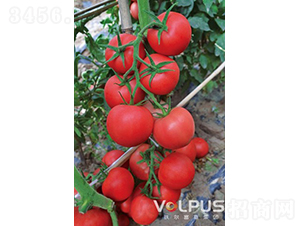 �ַ�517F1����TY��Ʒ�۹����ѣ�-���ѷN��-�֠���˹