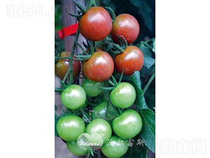 ������808F1���߮a(ch��n)��ɫС���ѣ�-���ѷN��-�֠���˹