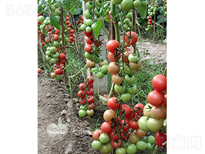 ��ؐ��201F1��ؐؐ��͈A��С���ѣ�-���ѷN��-�֠���˹