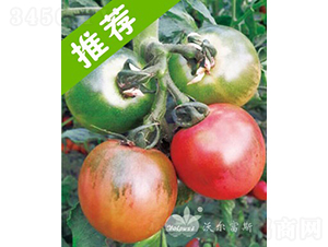 ��ؐ��F1������ó���ɫ��ݮ���ѣ�-���ѷN��-�֠���˹