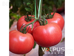 ��ϲF1����TY�߶˸߮a(ch��n)��Ʒ�۹����ѣ�-���ѷN��-�֠���˹