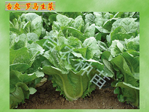 �_�R����-���˷N��-�_(t��i)�r(n��ng)�N��