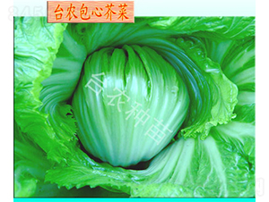 �_�r(n��ng)���Ľ�-���Ĳ˷N��-�_�r(n��ng)�N��