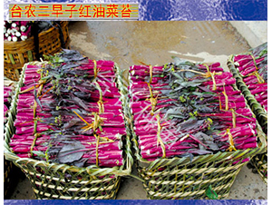 �_�r(n��ng)�����Ӽt�Ͳ�̦-��̦�N��-�_�r(n��ng)�N��