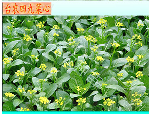 �_�r(n��ng)�ľŲ���-���ķN��-�_�r(n��ng)�N��