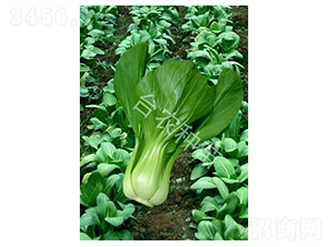 �彭�ײ�-�ײ˷N��-�_(t��i)�r(n��ng)�N��