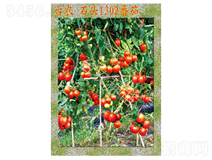 �_�rʯ�^1302����-���ѷN��-�_�r�N��