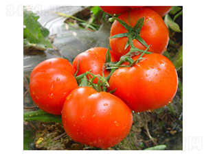 0488����-���ѷN��-�𸣈@�r(n��ng)�I(y��)