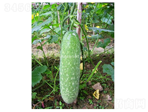 ���ᭇ-��(ji��)�ϷN��-�𸣈@�r(n��ng)�I(y��)