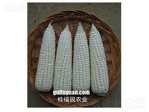 ���FŴ169-���׷N��-�𸣈@�r(n��ng)�I(y��)