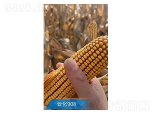 ���׷N��-�ƻ�908-�����r(n��ng)�I(y��)