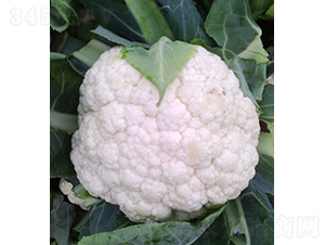 ����958���˷N��-���r(n��ng)�r(n��ng)�I(y��)