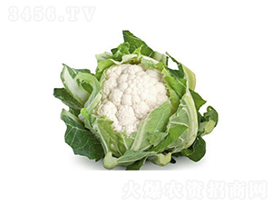 ����904-���˷N��-���r(n��ng)�r(n��ng)�I(y��)