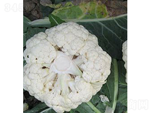 ����341-���˷N��-���r(n��ng)�r(n��ng)�I(y��)