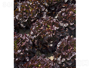 Mondai��83-40��-���˷N��-���r(n��ng)�r(n��ng)�I(y��)