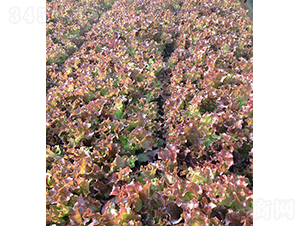 �����أ�85-53��-���˷N��-���r(n��ng)�r(n��ng)�I(y��)