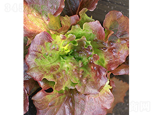 Adal-���˷N��-���r(n��ng)�r(n��ng)�I(y��)