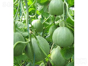 �������-��˷N��-���r(n��ng)�r(n��ng)�I(y��)