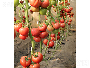 ���r(n��ng)����801-���ѷN��-���r(n��ng)�r(n��ng)�I(y��)