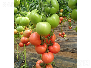 ���r(n��ng)�۹�0518-���ѷN��-���r(n��ng)�r(n��ng)�I(y��)