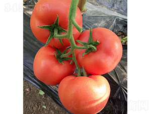 ���r(n��ng)�۹�0519-���ѷN��-���r(n��ng)�r(n��ng)�I(y��)