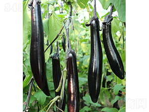 10-604-���ӷN��-���r(n��ng)�r(n��ng)�I(y��)