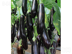 10-765-���ӷN��-���r(n��ng)�r(n��ng)�I(y��)