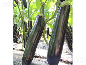 ���r(n��ng)����109-���ӷN��-���r(n��ng)�r(n��ng)�I(y��)