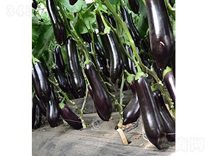 ���r(n��ng)����199-���ӷN��-���r(n��ng)�r(n��ng)�I(y��)