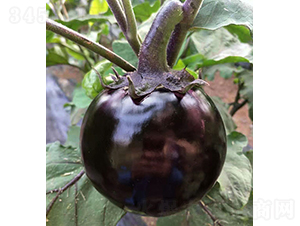 ���r(n��ng)�ψA��2̖(h��o)-���ӷN��-���r(n��ng)�r(n��ng)�I(y��)