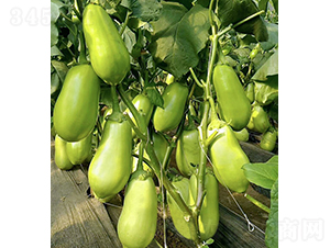 ���r(n��ng)�G��2̖(h��o)-���ӷN��-���r(n��ng)�r(n��ng)�I(y��)