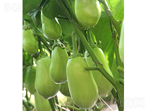 ���r(n��ng)�G��3̖(h��o)-���ӷN��-���r(n��ng)�r(n��ng)�I(y��)