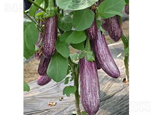 ������-���ӷN��-���r(n��ng)�r(n��ng)�I(y��)