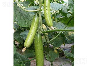 �T�S8̖(h��o)-�S�ϷN��-���r(n��ng)�r(n��ng)�I(y��)