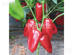 �н����F1̖-�𽷷N��-���߷N�I(y��)